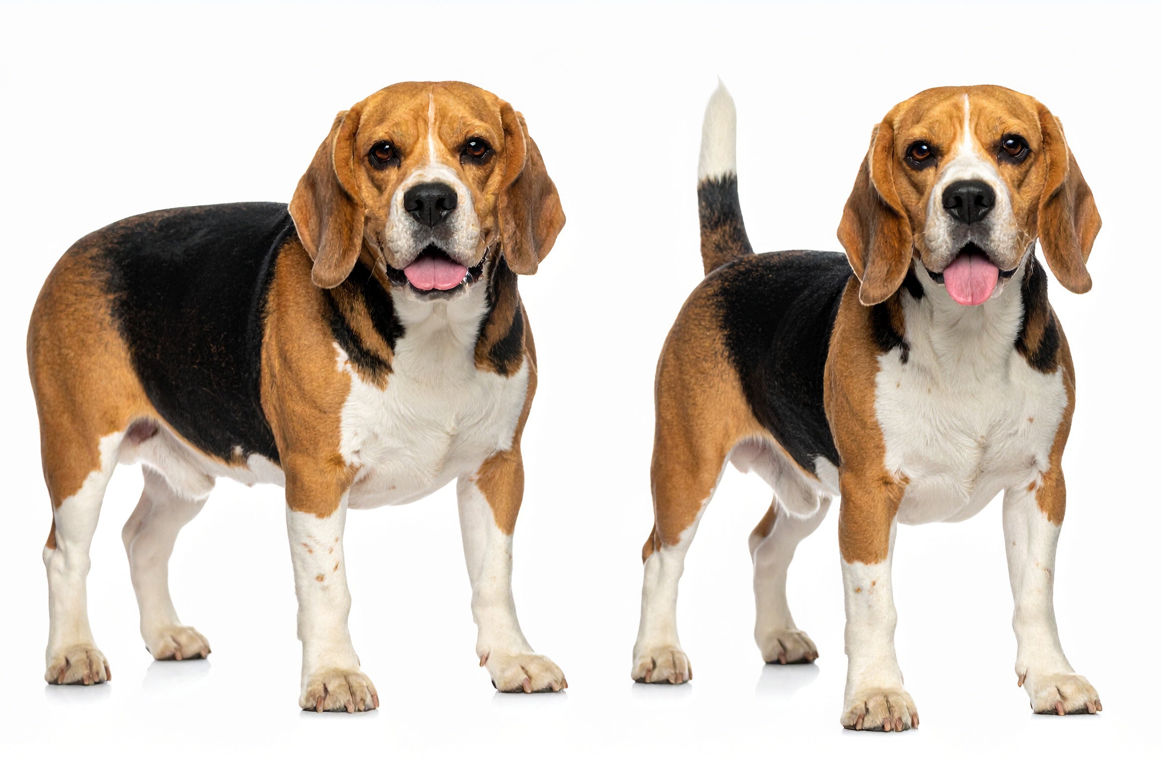 Zmiana sylwetki Beagle’a – obraz konsekwencji niekontrolowanego żywienia