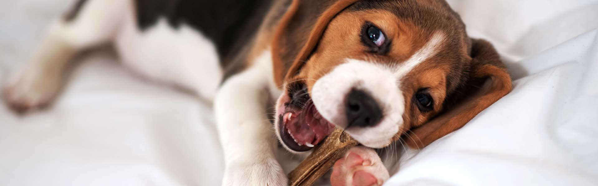 Bezpieczne przekąski. Jakie smaczki kochają szczeniaczki?