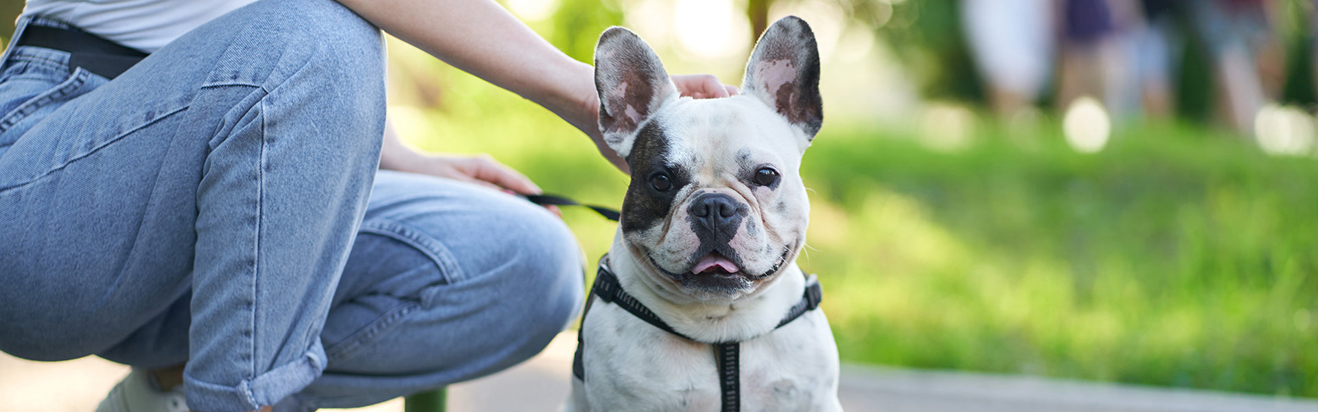 Bezpieczny spacer z psem w pandemii