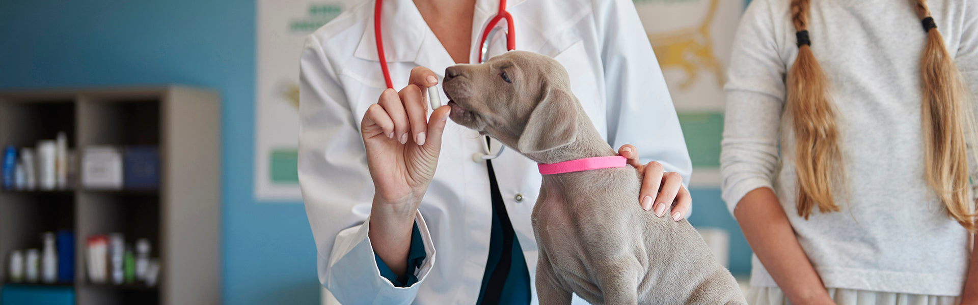 Choroby szczeniąt. Na co warto szczepić psie dzieci?