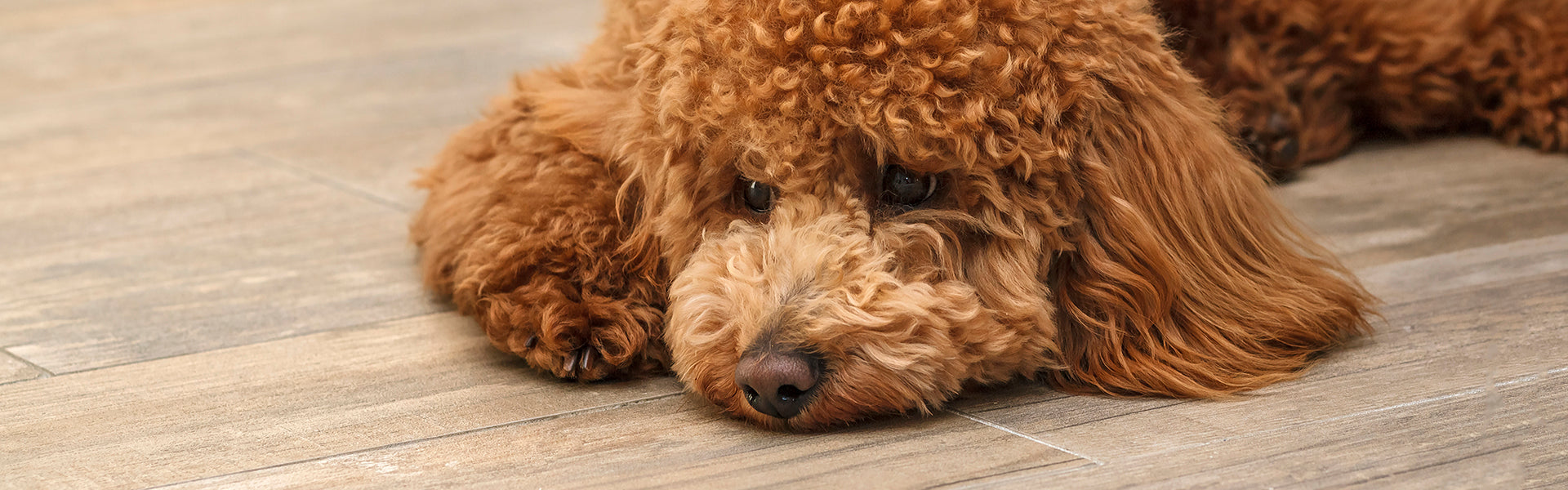 Depresja u psa - objawy, przyczyny i leczenie