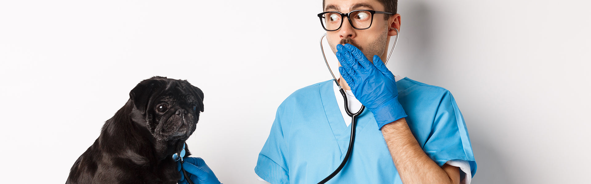 Gabinetowy savour-vivre. Jak przygotować się do wizyty z psem w gabinecie?