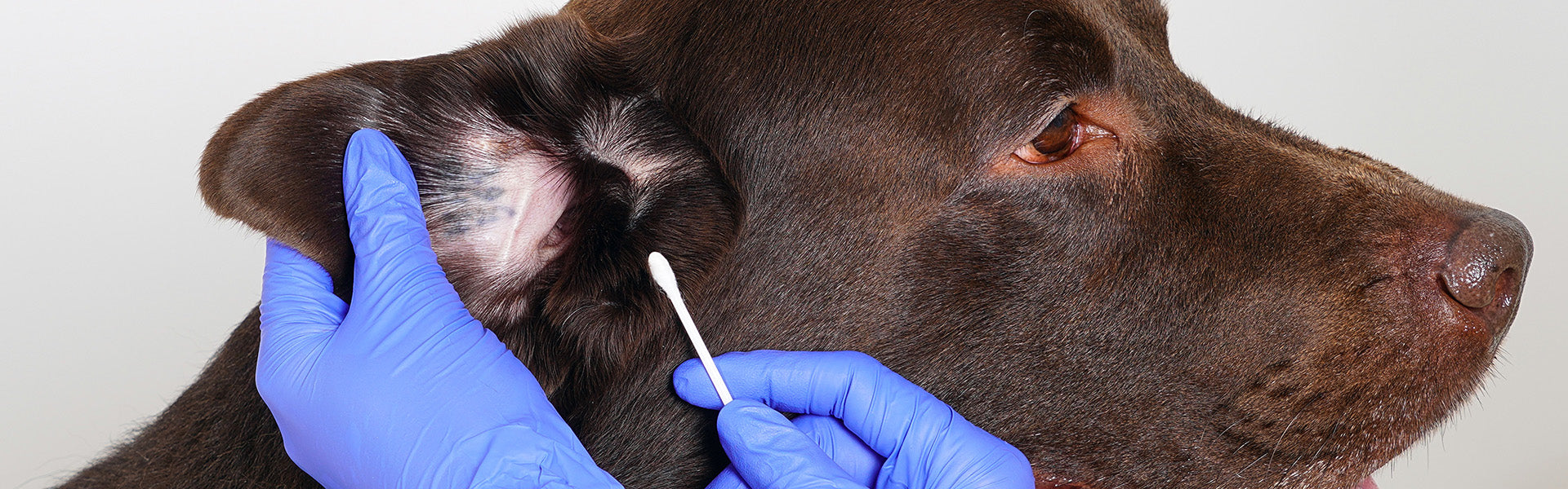 Higiena psich uszu. Jak dbać o uszy i jak przygotować psa na zabiegi pielęgnacyjne?