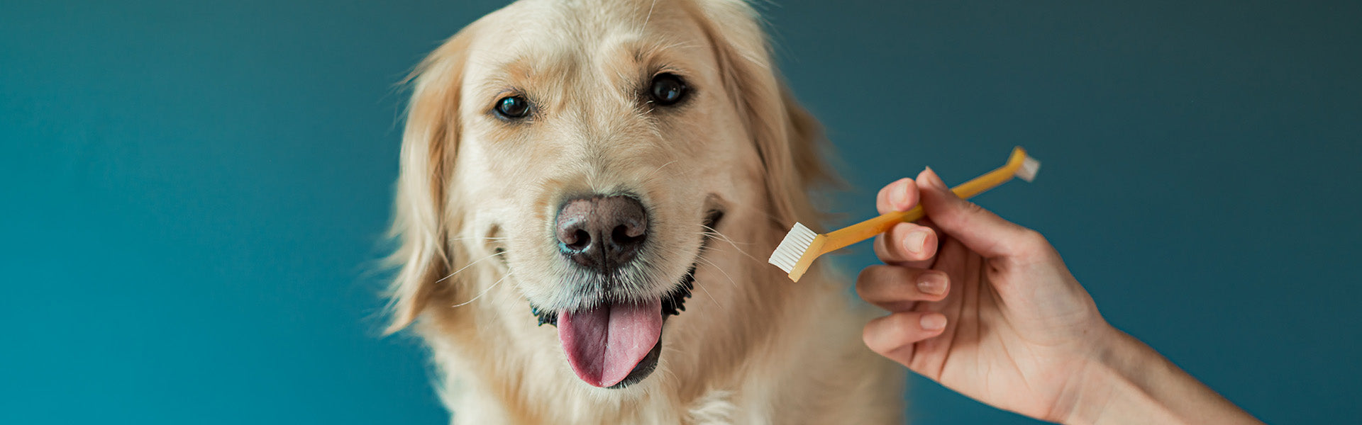 Jak dbać o psie zęby?