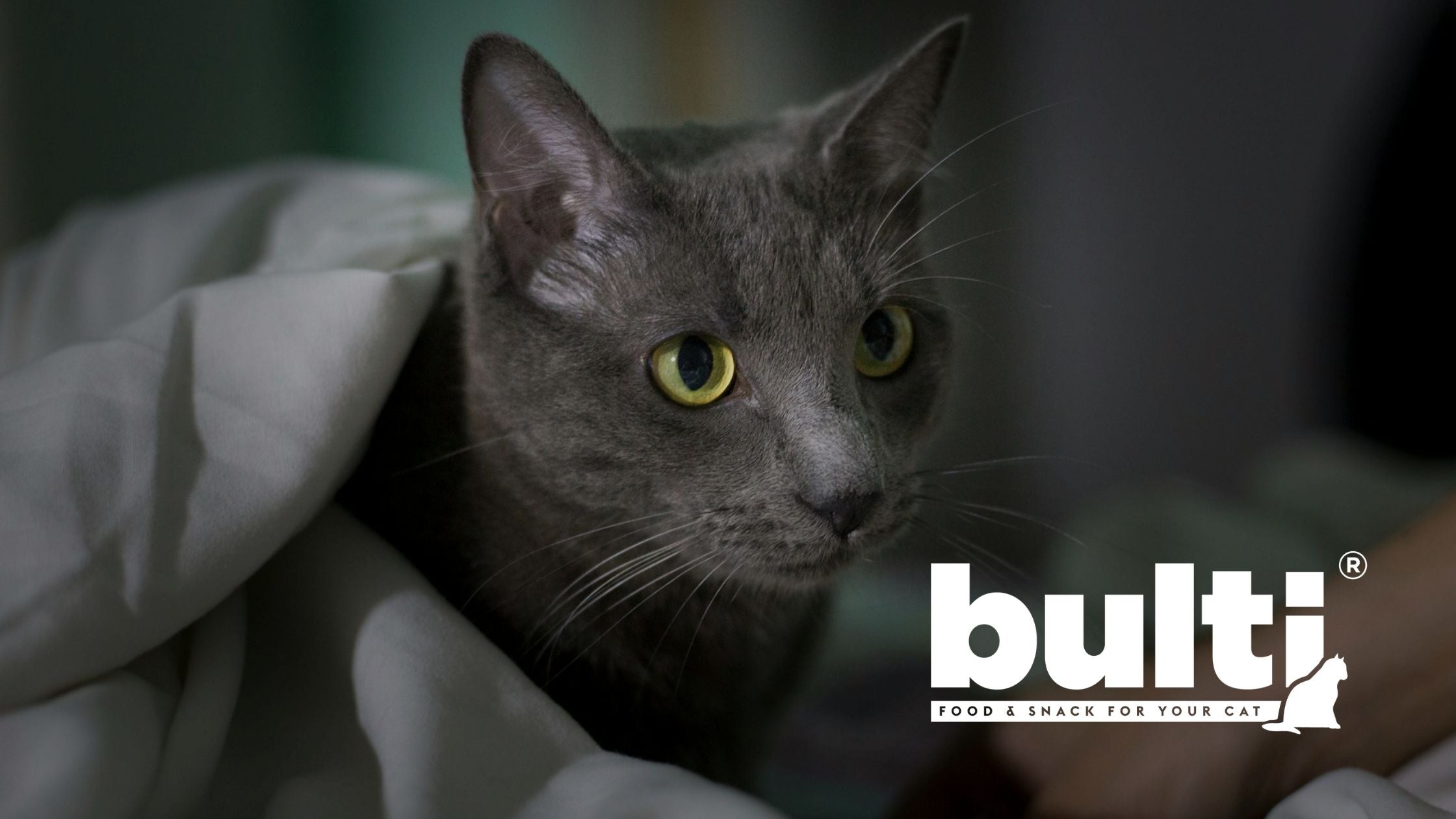 Jak opiekować się kotem po sterylizacji? O czym pamiętać?