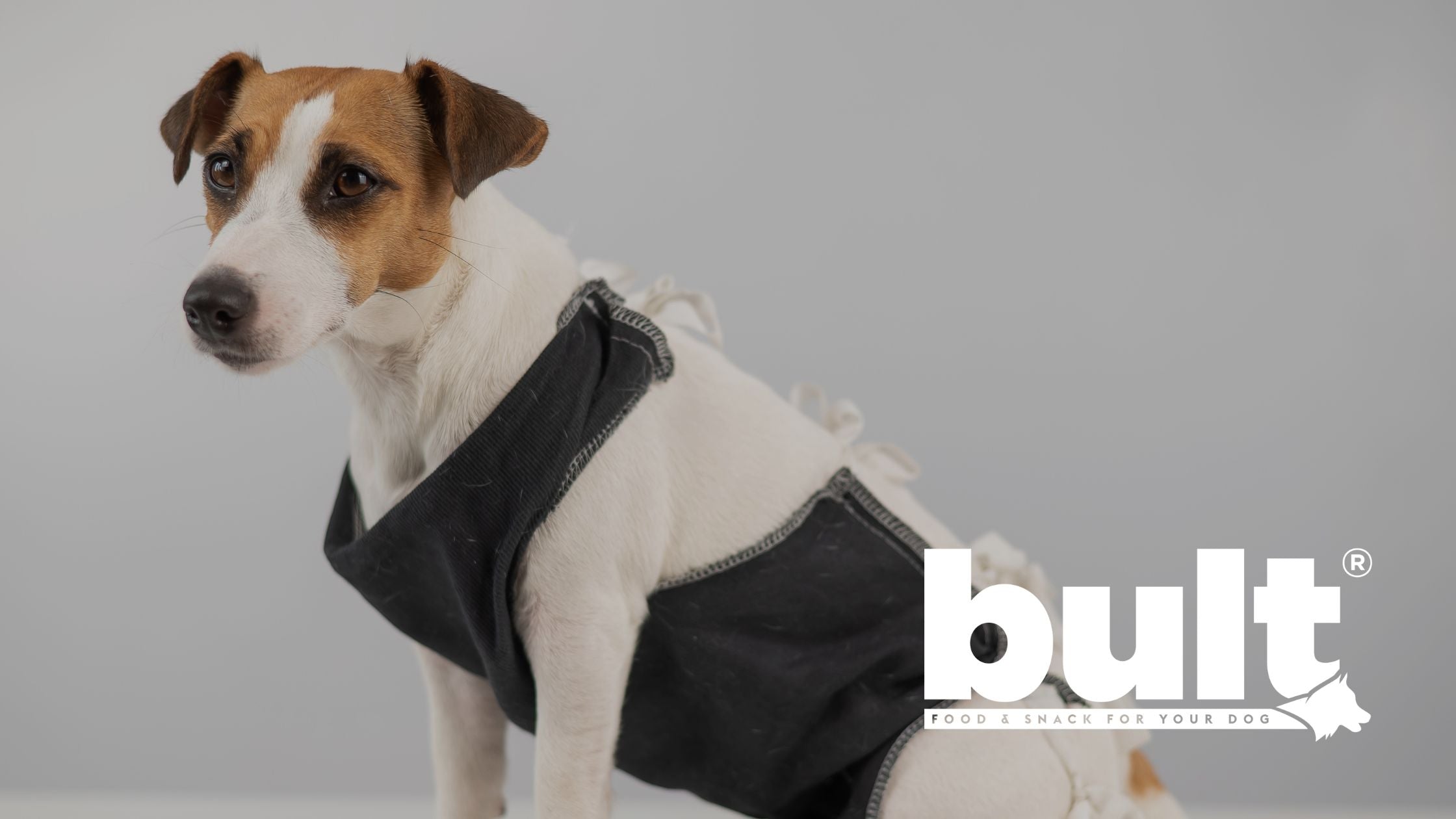 Jak opiekować się psem po kastracji i na co uważać?