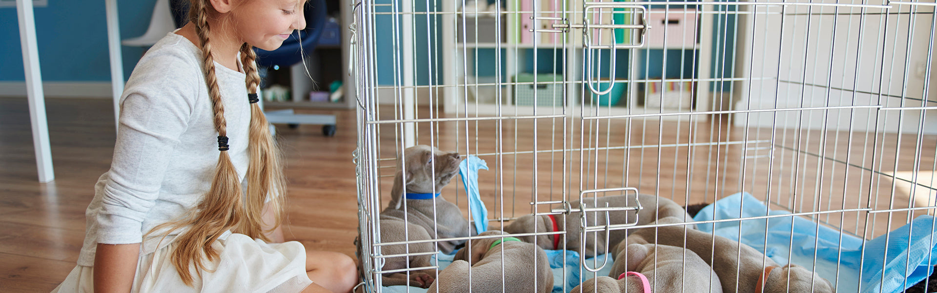 Jak wprowadzić klatkę kennelową dla psa?