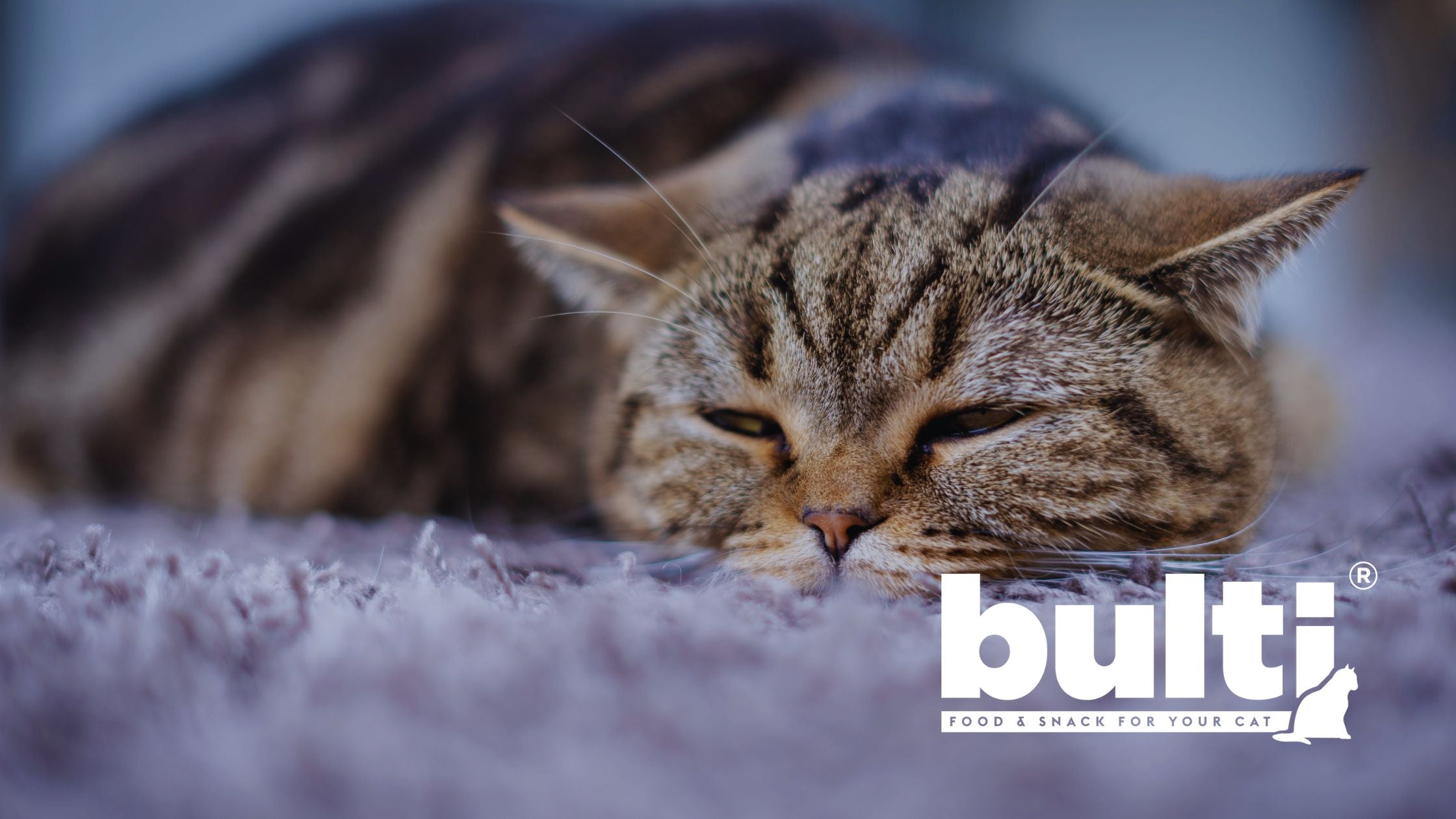 Jakie są najgroźniejsze choroby kotów i jak im zapobiegać?