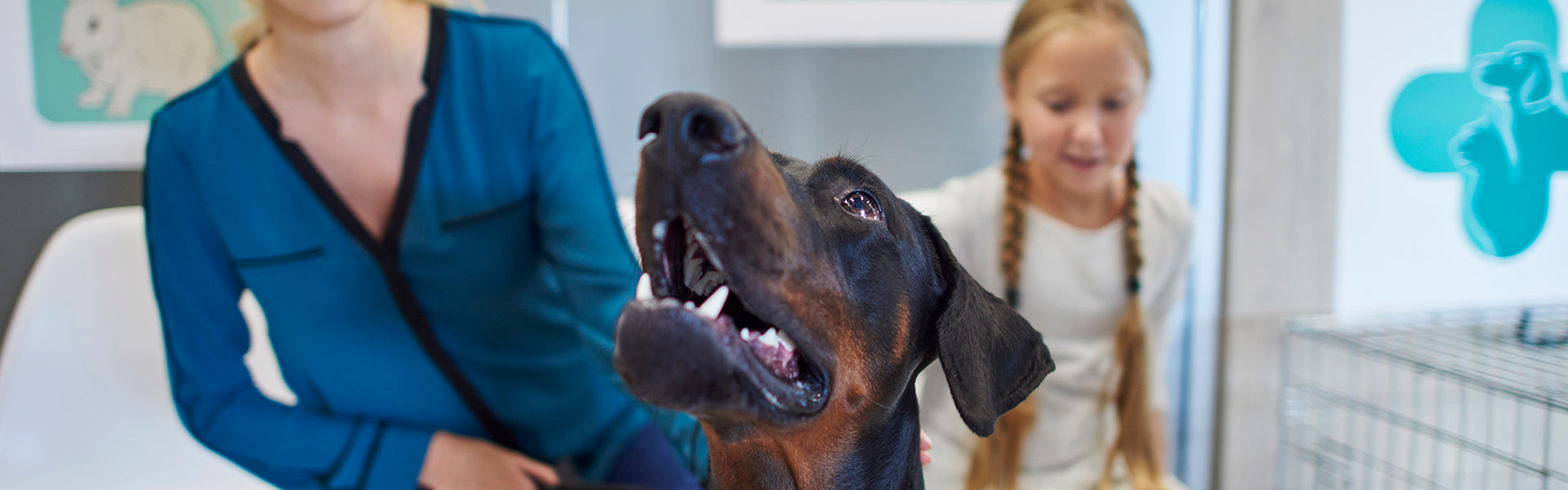 Kastracja i sterylizacja - plusy i minusy zabiegu