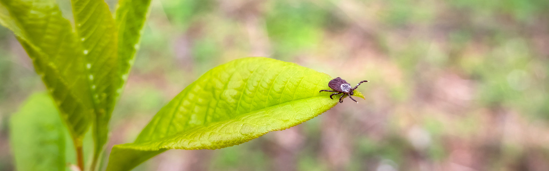 Kleszcz Alert! Jak chronić psa przed chorobami odkleszczowymi?