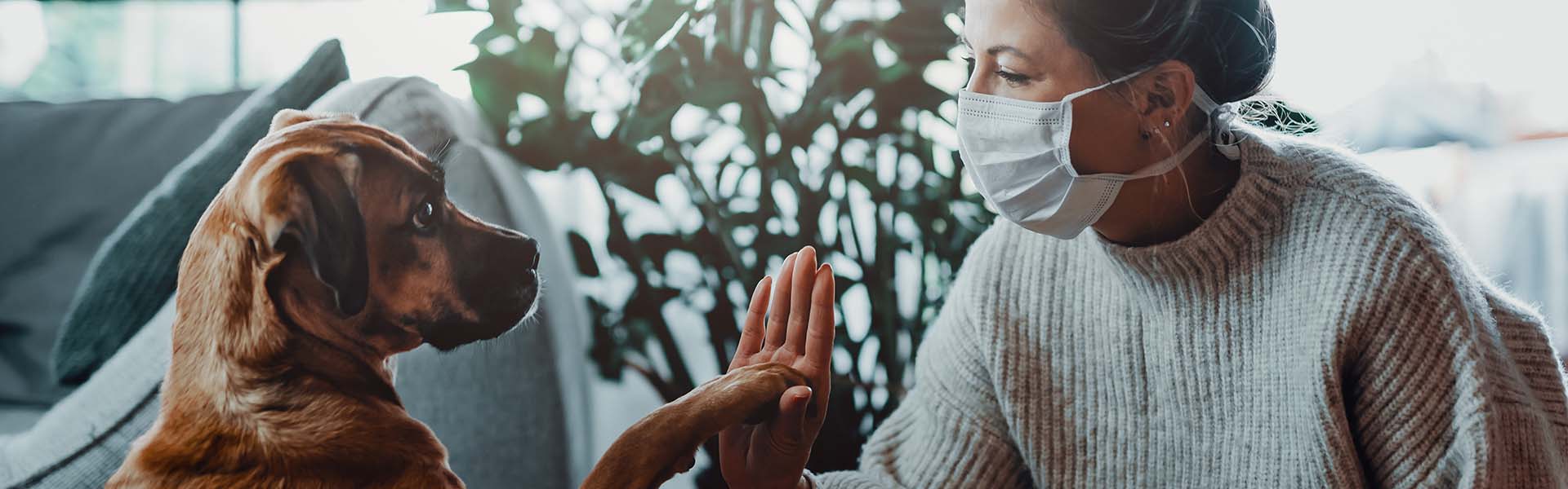 Koronawirus a pies. Jak dbać o psiaka w czasie pandemii?