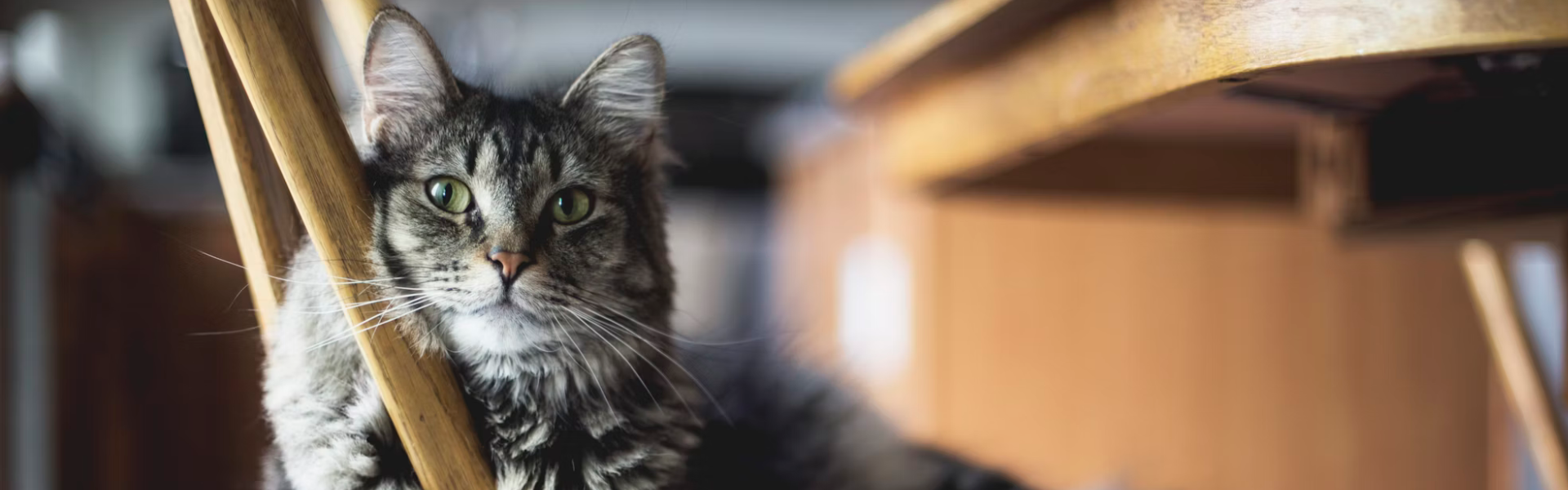 Kot - tajemniczy towarzysz człowieka