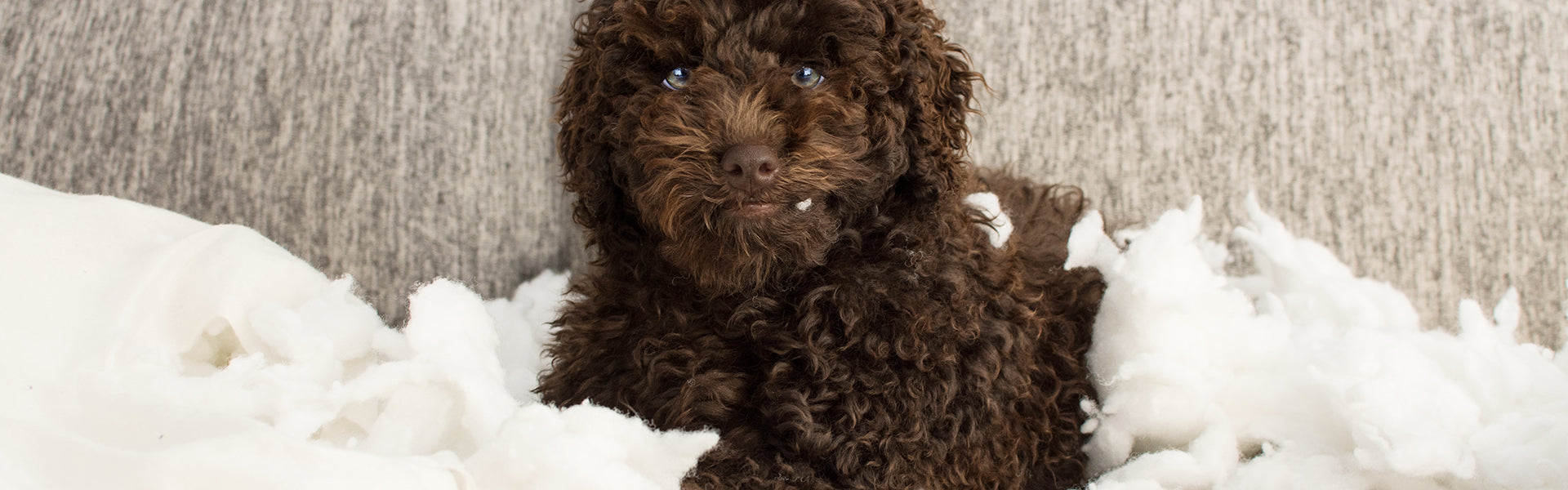 Lęk separacyjny u psa