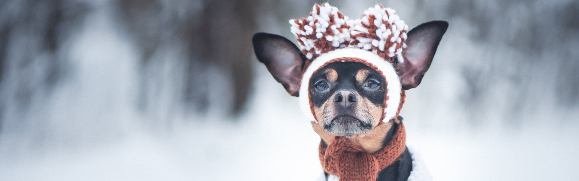 My się zimy nie boimy! Jak przygotować psy na sezon zimowy?