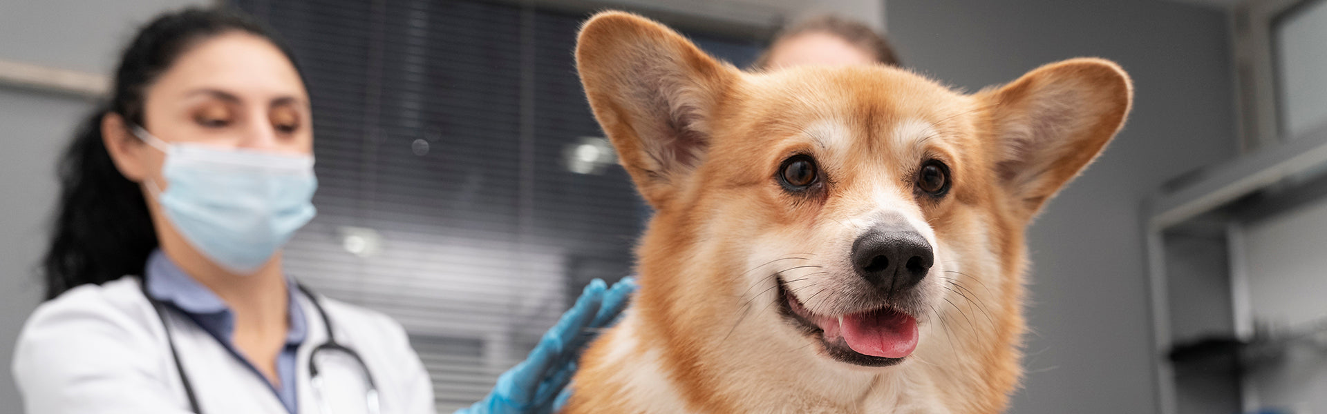 Najczęstsze ektopasożyty występujące u psów