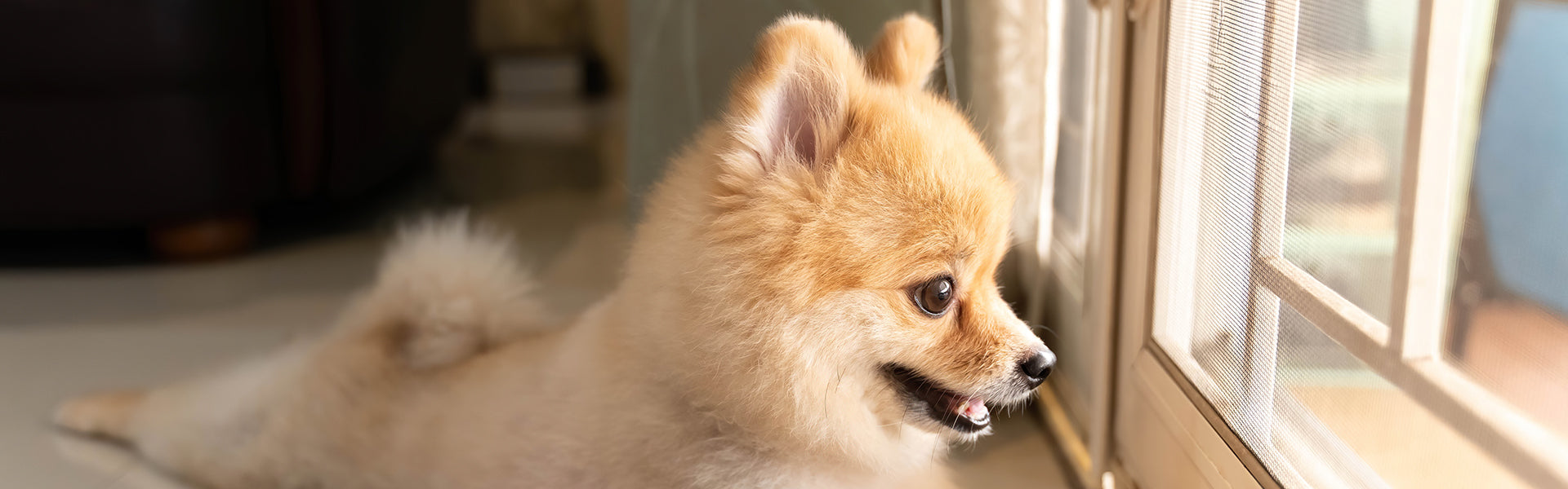 Pies sam w domu. Powrót do codzienności po urlopie.