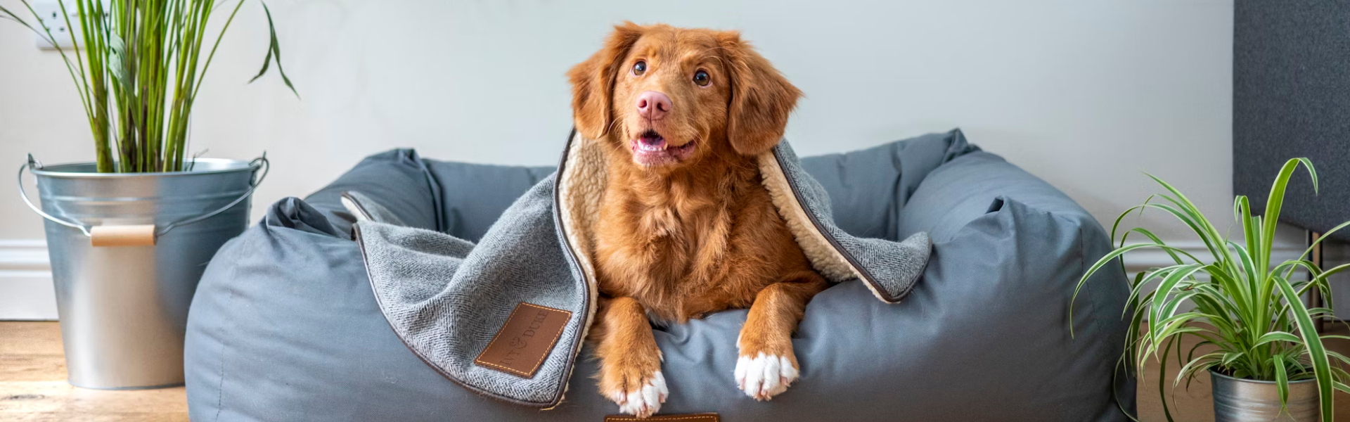 Psi język miłości