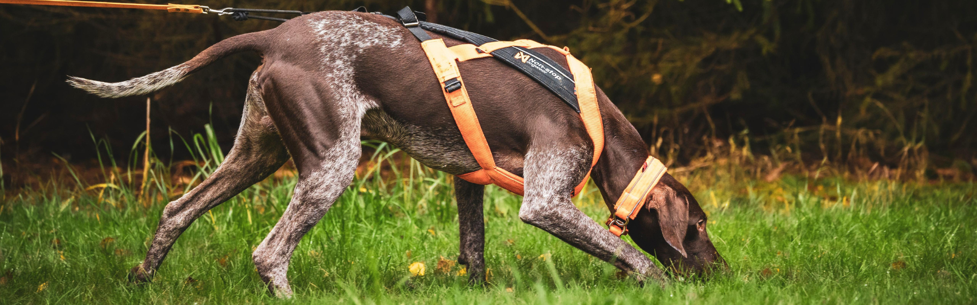 Psi węch - niezwykły zmysł naszych podopiecznych