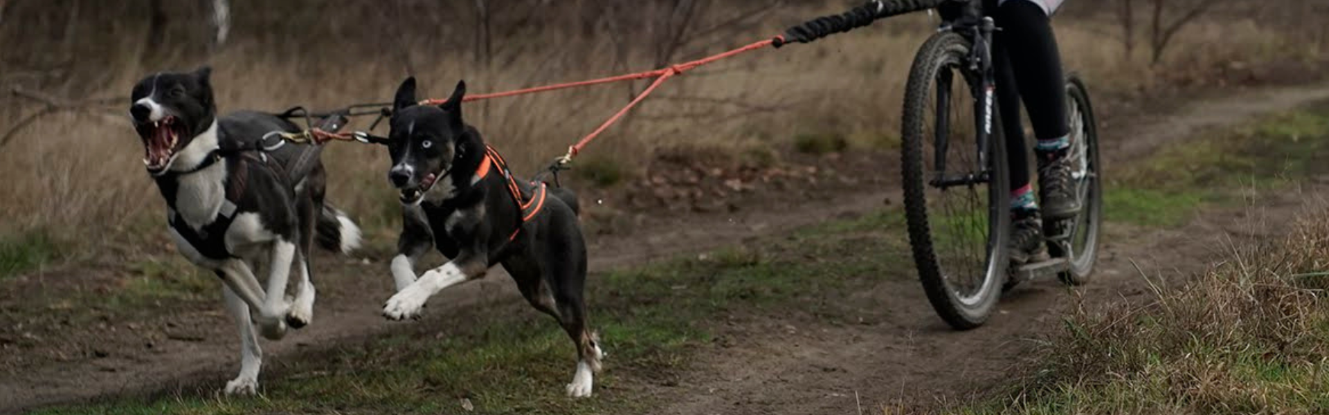 Psie zaprzęgi bez śniegu