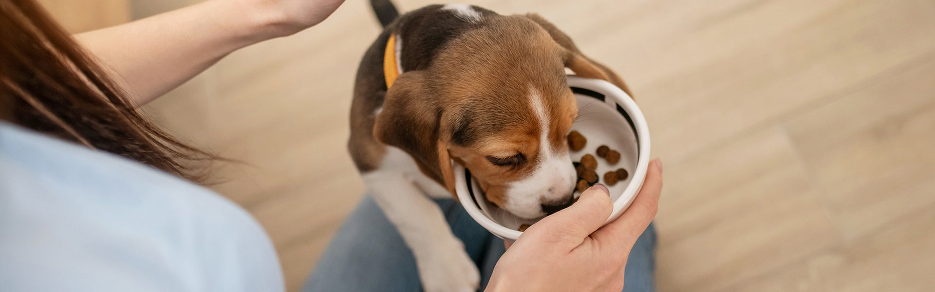 Żywienie szczeniąt. Czym i jak karmić psa w pierwszych etapach życia?