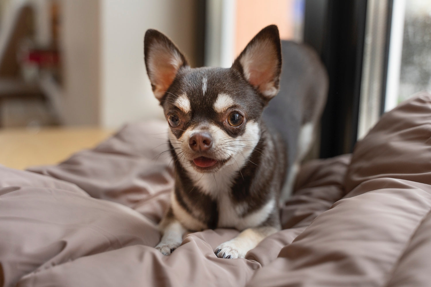 Chihuahua – charakter, wygląd, pielęgnacja, zdrowie i cena. Co warto wiedzieć o rasie?