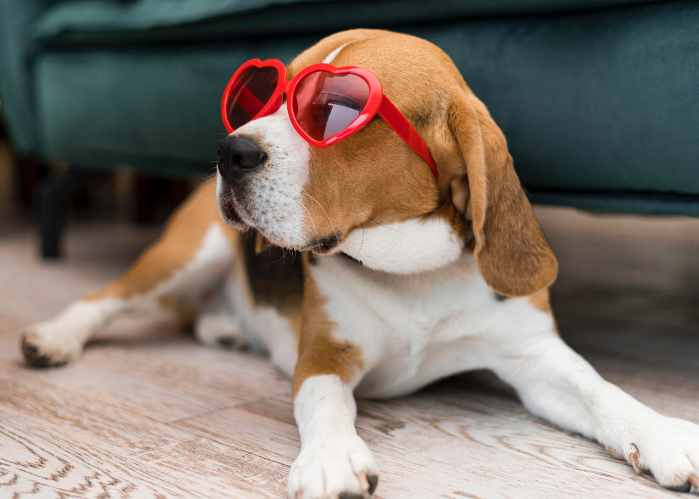 Jaka karma dla beagle? Jak żywić psa, który zawsze ma apetyt