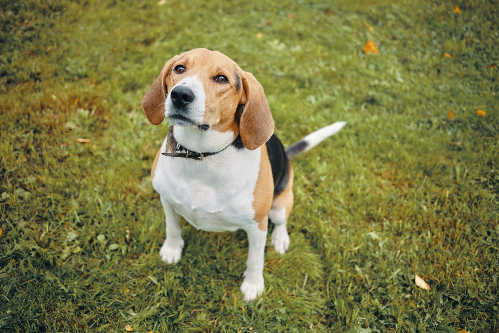 Beagle – charakter, wygląd, zdrowie i dla kogo jest ta rasa?