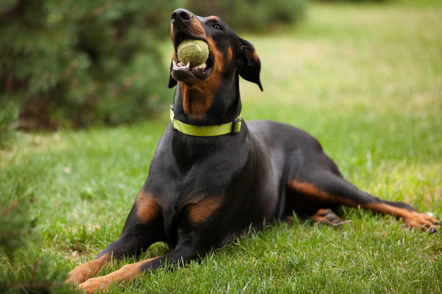 Doberman – charakter, wygląd, wychowanie, pielęgnacja i potrzeby rasy