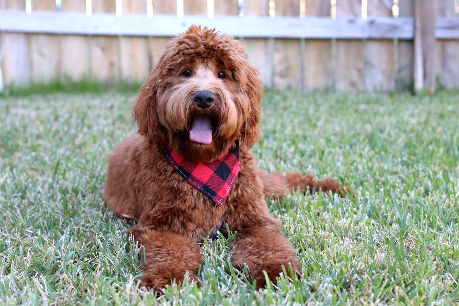 Labradoodle – charakter, ile kosztuje i czy to dobry pies?