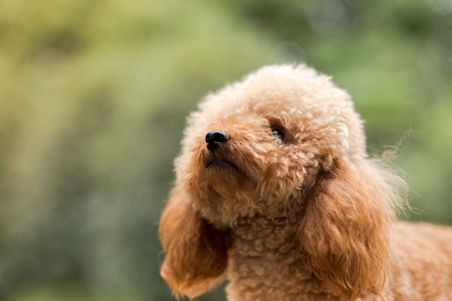 Maltipoo – cena, charakter i czy to dobry pies?