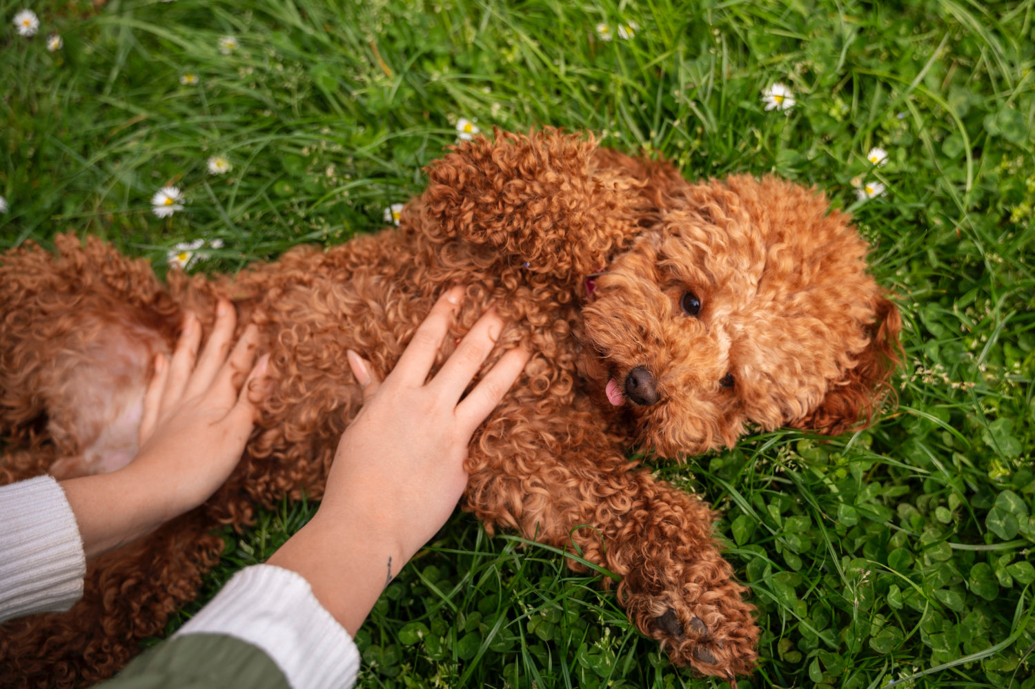 Ile powinien jeść maltipoo? Tabela karmienia według wieku, wagi i aktywności