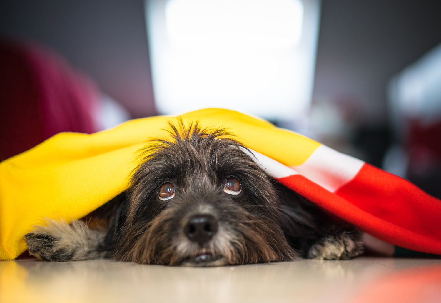 Pies nie chce jeść? 10 sposobów na dobry apetyt u psa