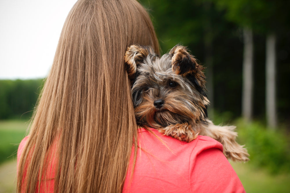 Yorkshire terrier – charakter, pielęgnacja i żywienie. Jak dobrze opiekować się yorkiem?