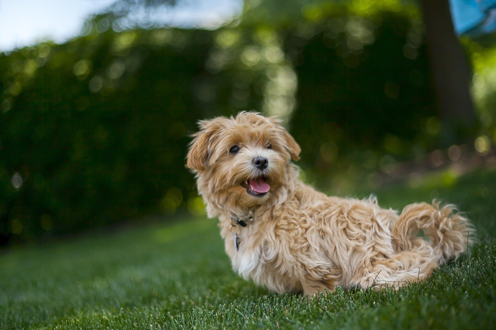 Najbardziej zaskakująca rasa psów? Poznaj maltipoo!