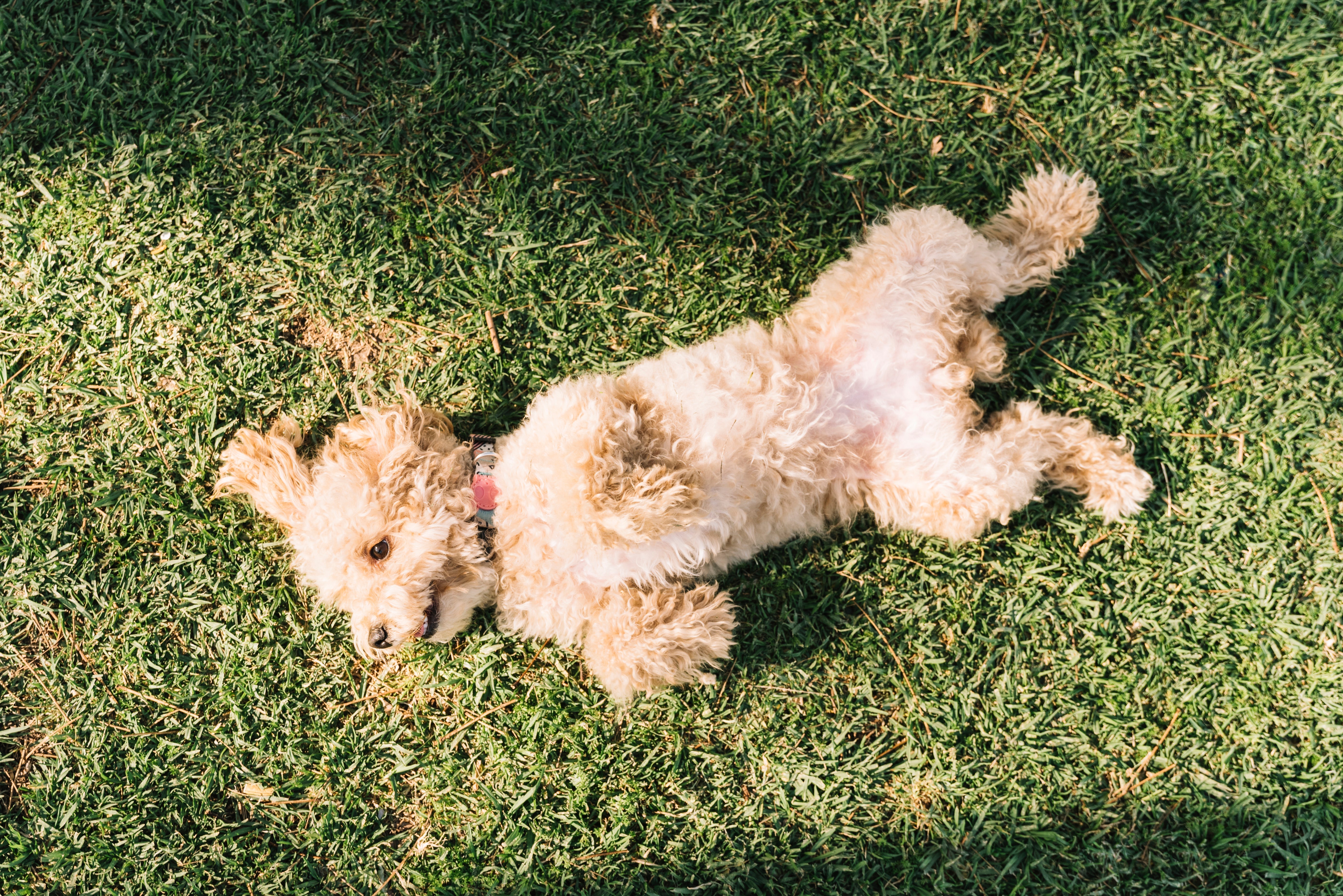 Najlepsza karma dla maltipoo — jak wybrać karmę dla małego psa z wrażliwym brzuchem?