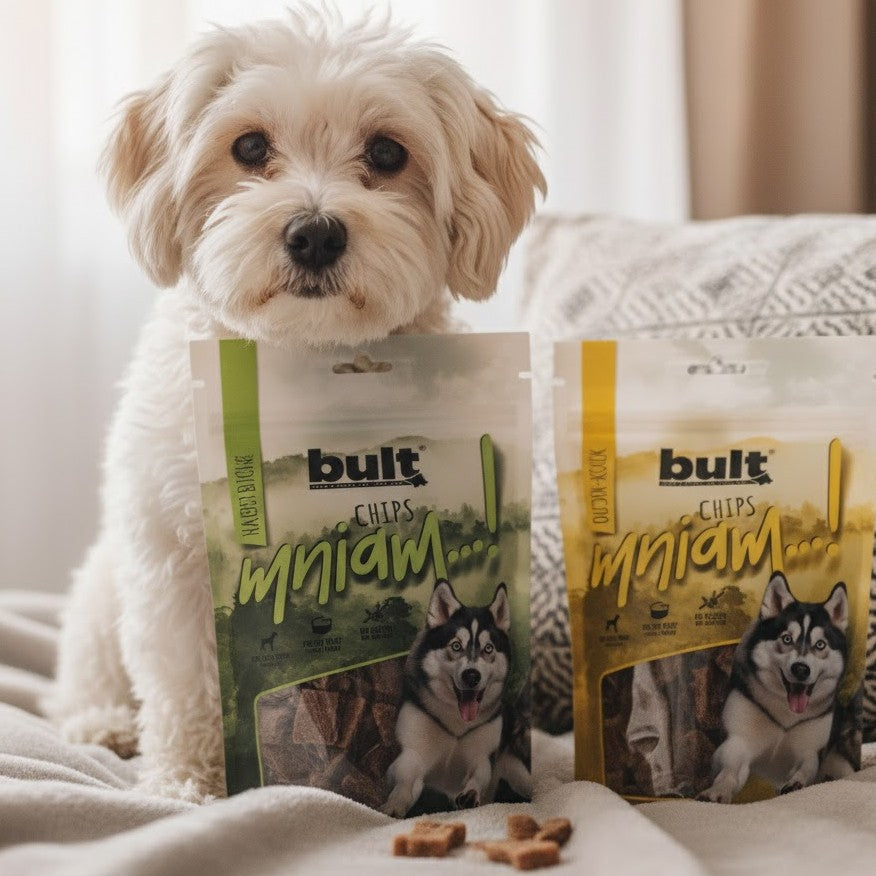 Maltipoo – kompletny przewodnik po rasie hybrydowej: wygląd, charakter, pielęgnacja, zdrowie i żywienie