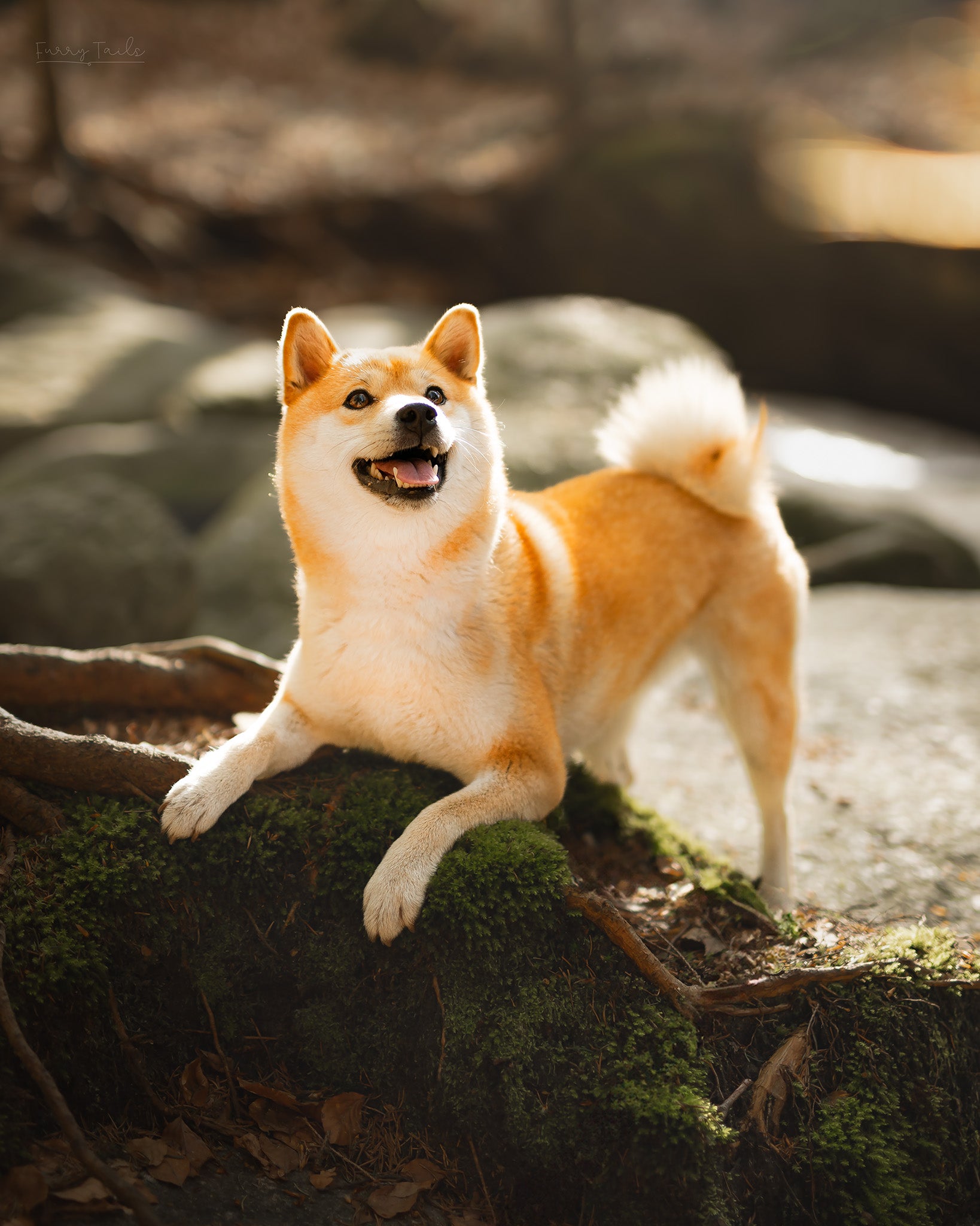 bult.dog