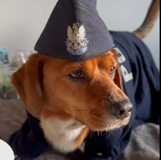 bult.dog